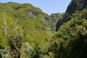 Landscape of beautiful Madeira with colorful plants