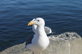 seagull birds