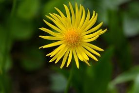 macro view of Yellow flower plant blossom