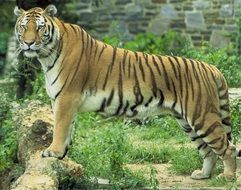 beautiful predatory striped tiger