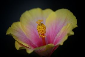 hibiscus flower macro