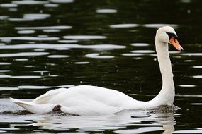 white swan with orange beak in the pond