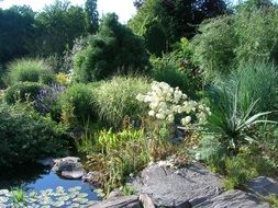 flowers near the garden pond