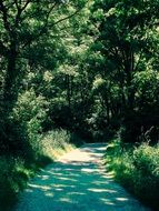 lane in the green forest