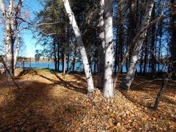 picturesque autumn on trees by the lake
