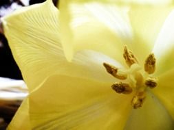 core of the yellow flower closeup