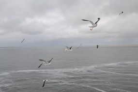 seagulls in flight over the ocean