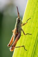 grasshopper on the green leaf