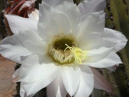 gorgeous cactus blossom