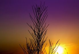 landscape of Eastern plant on sunset background
