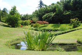 small lake in the Japanese garden