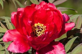lovely peony flower