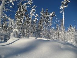 snow hill in the forest