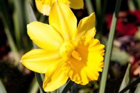 close up Photo of yellow narcissus flower