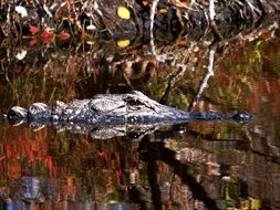 alligator in the water