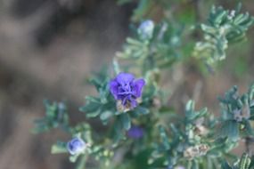 purple flower in a botanical garden