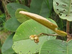 exotic flower on a plant