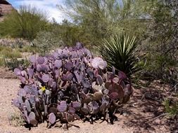 purple cactus plant in desert