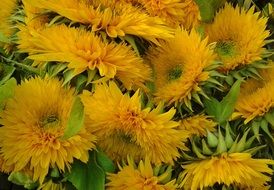 background of fluffy ornamental sunflowers