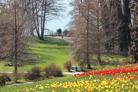 Landscape of the red and yellow flowers in a park