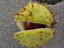 green and brown prickly fruit of the chestnut