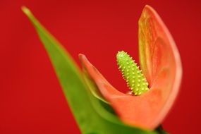 Red flower petal bloom