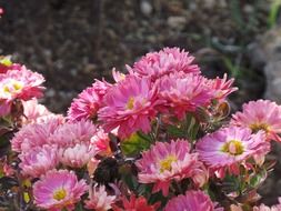 pink flowers in the garden in late autumn