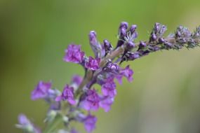 purple flower loosestrife closeup