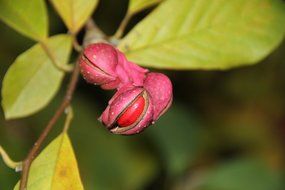 wondrous magnolia seed