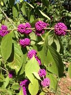 unusual purple flowers among the big green leafs