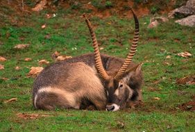 beautiful goat with long horns is lying on the grass