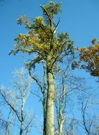 High oak tree in the forest