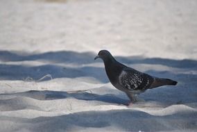 grey pigeon on sand