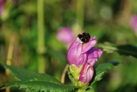 bumblebee on a pink flower close-up on blurred background