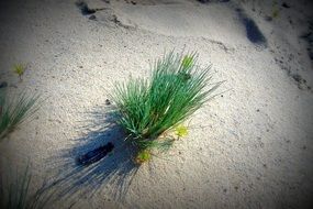 Plant in the sand on the beach