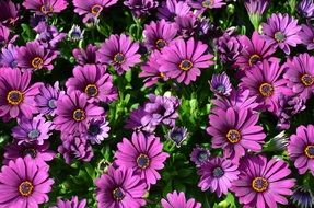 lilac flowers of Osteospermum, background