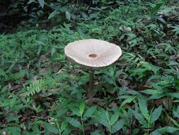 mushroom plant in the forest