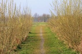 fascinating away grass