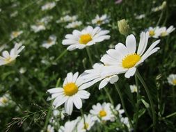 field of chamomiles close-up on blurred background