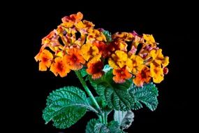 ornamental plant with orange flowers