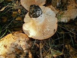 Milkcaps, edible mushrooms on grass