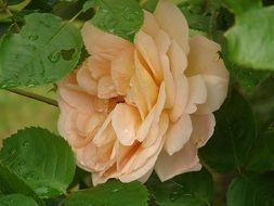 blooming rose bush in drops close-up