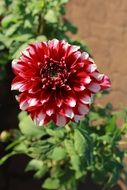 red with white tips dahlia flower