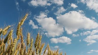 cornfield in France