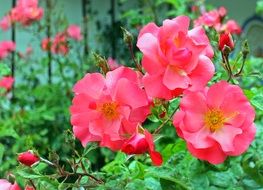 rose shrubs in the garden