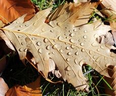 oak leaf rain drops nature forest