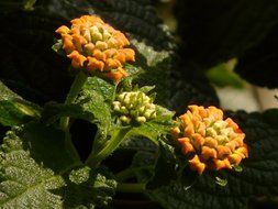 flowers lantana with buds on the bush