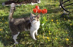 Cat and colorful flowers in the garden