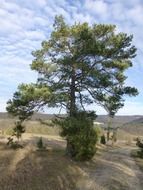 pine tree mood landscape