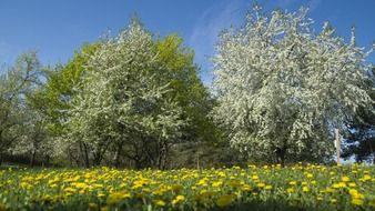 blossoming trees near meadow with flowers